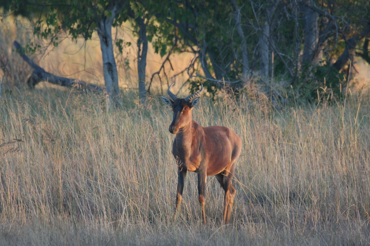 [17652] 2016_06_28_01_15_01_Africa_Canon_EOS_40D_IMG__00502.jpg