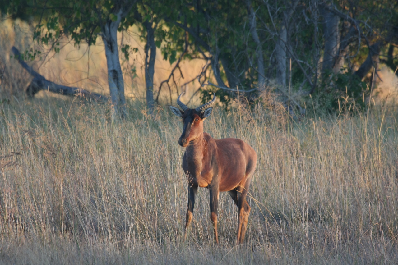 [17657] 2016_06_28_01_15_02_Africa_Canon_EOS_40D_IMG__02900.jpg
