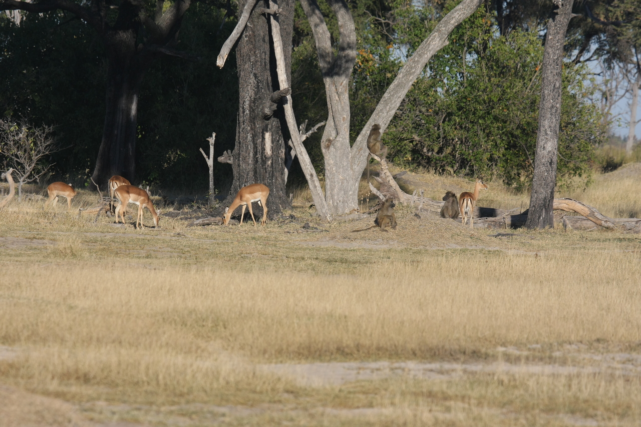 [17777] 2016_06_28_01_59_34_Africa_Canon_EOS_40D_IMG__03228.jpg