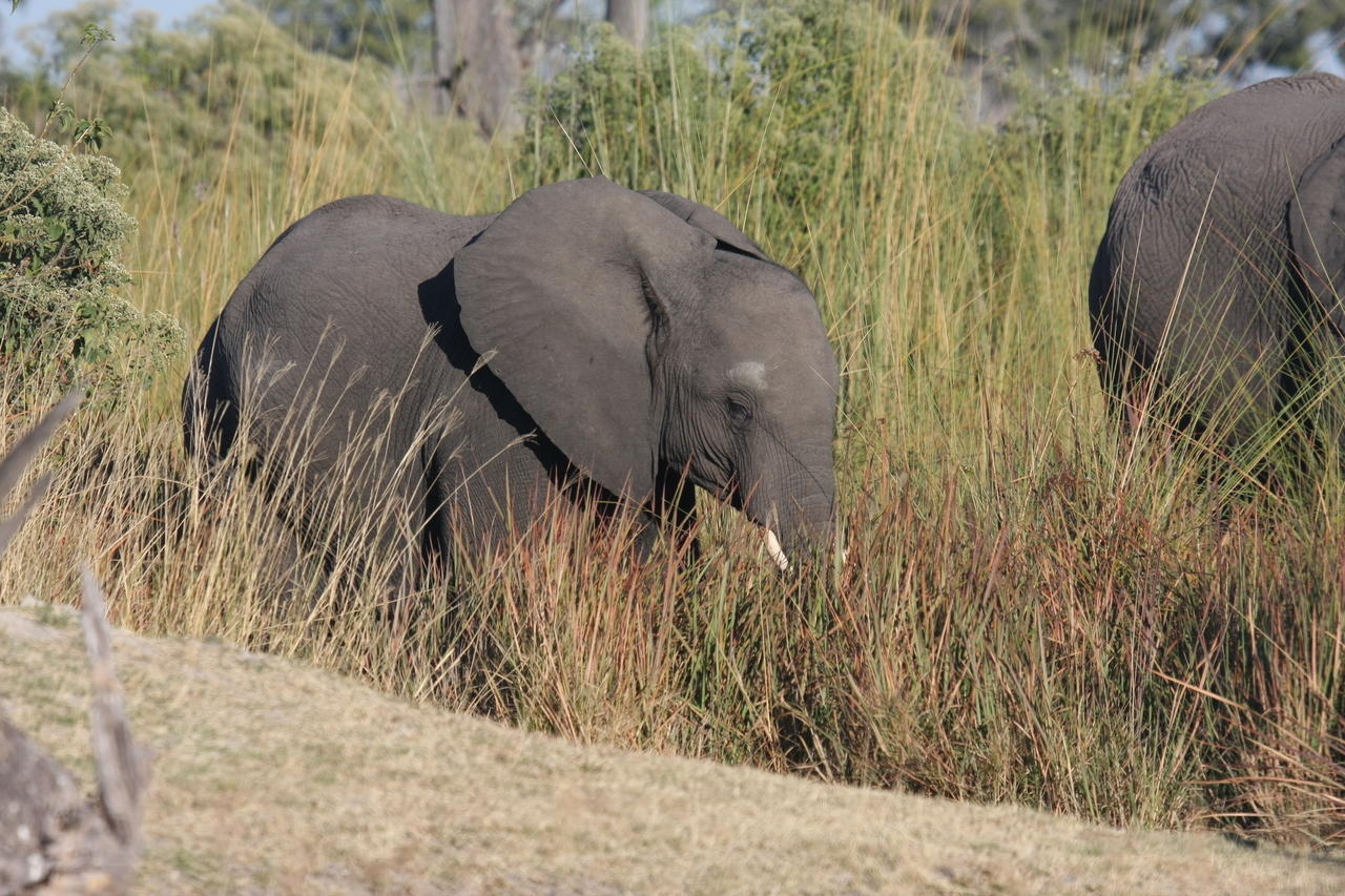 [17912] 2016_06_28_02_17_16_Africa_Canon_EOS_40D_IMG__09872.jpg