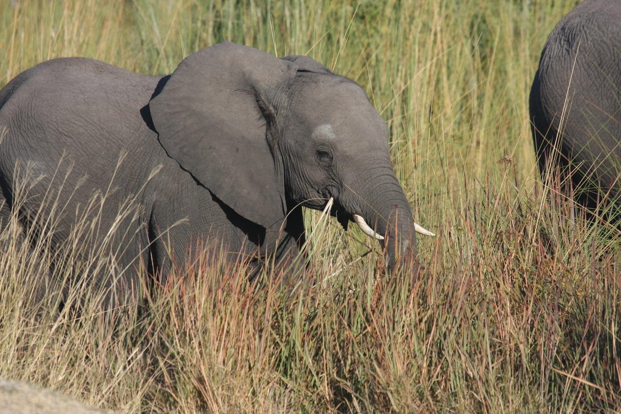 [17936] 2016_06_28_02_18_38_Africa_Canon_EOS_40D_IMG__02433.jpg