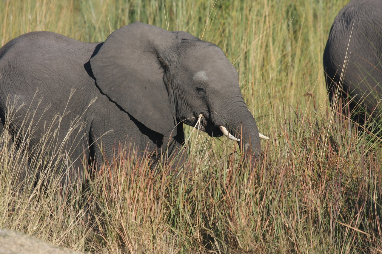 [17939] 2016_06_28_02_18_38_Africa_Canon_EOS_40D_IMG__09882.jpg