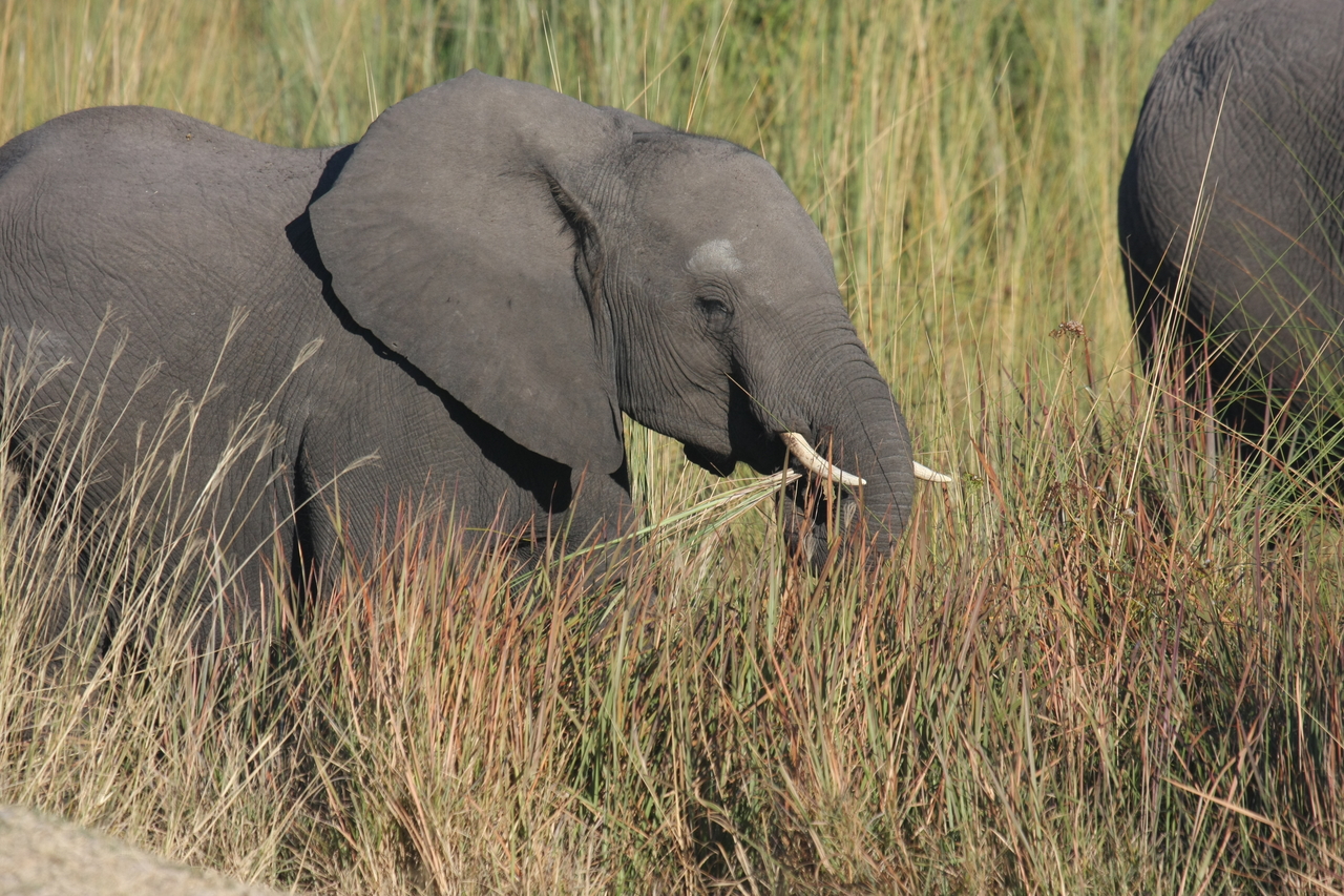 [17941] 2016_06_28_02_18_39_Africa_Canon_EOS_40D_IMG__00050.jpg