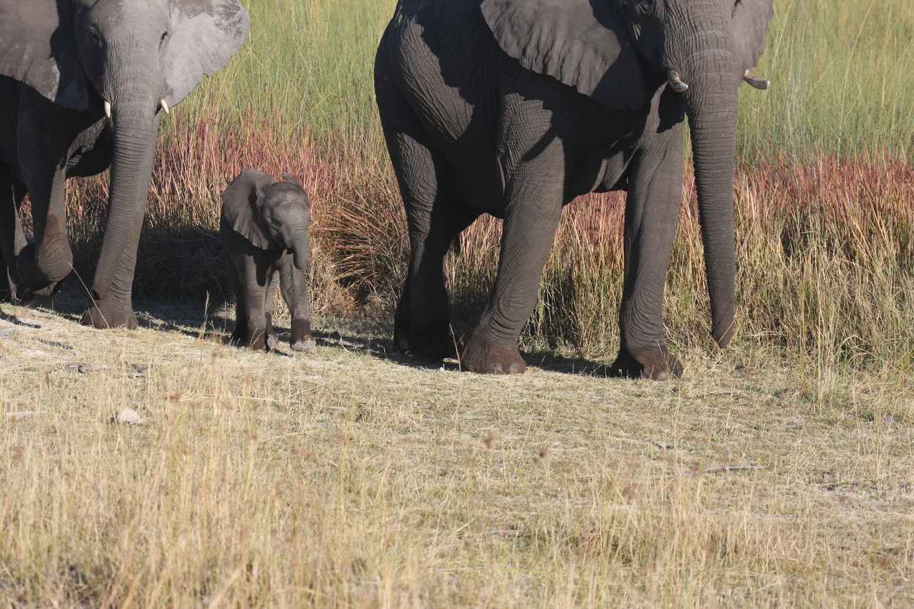 [18016] 2016_06_28_02_19_39_Africa_Canon_EOS_40D_IMG__00077.jpg