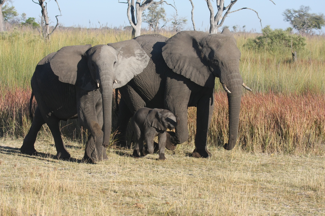 [18040] 2016_06_28_02_19_45_Africa_Canon_EOS_40D_IMG__02472.jpg