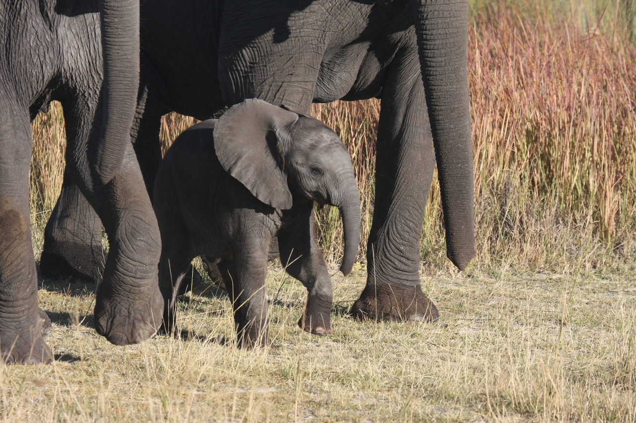 [18045] 2016_06_28_02_19_48_Africa_Canon_EOS_40D_IMG__00087.jpg