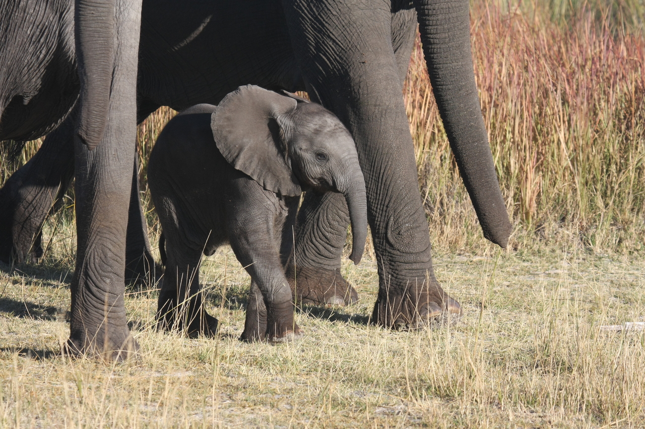 [18047] 2016_06_28_02_19_48_Africa_Canon_EOS_40D_IMG__00089.jpg