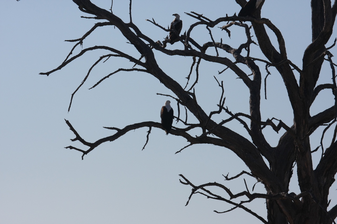 [18125] 2016_06_28_02_33_30_Africa_Canon_EOS_40D_IMG__09951.jpg