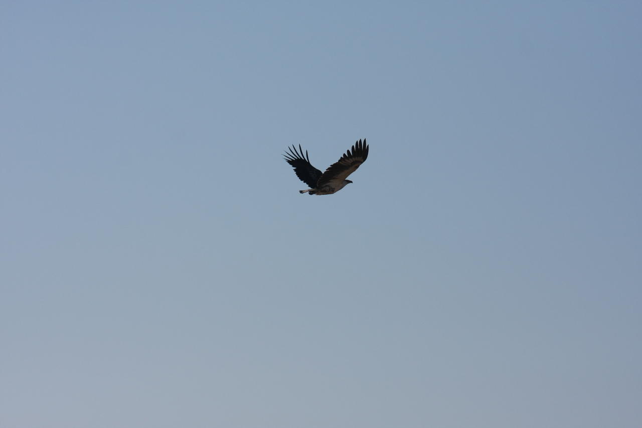 [18134] 2016_06_28_02_33_45_Africa_Canon_EOS_40D_IMG__02508.jpg