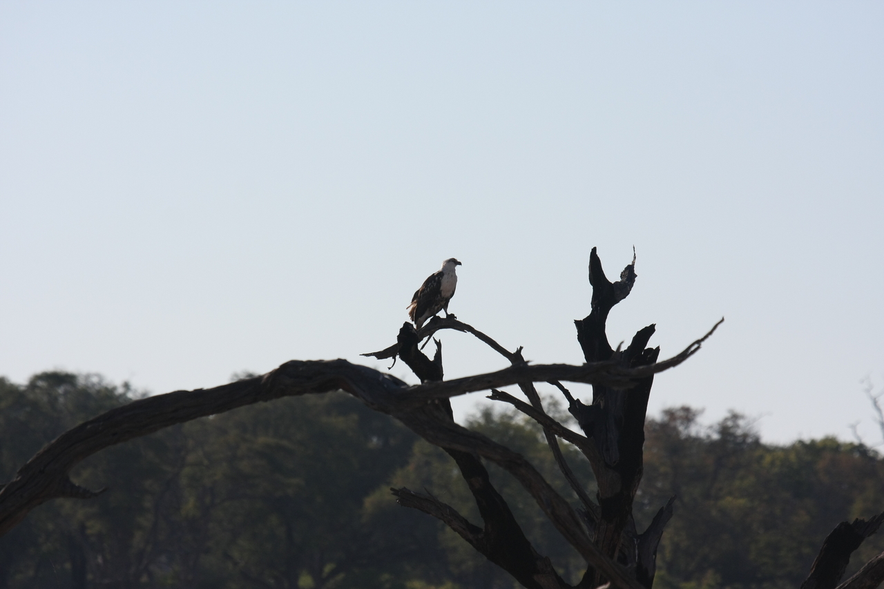 [18147] 2016_06_28_02_33_57_Africa_Canon_EOS_40D_IMG__00126.jpg