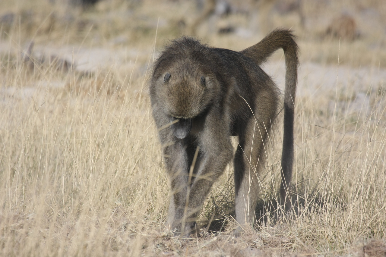 [18343] 2016_06_28_02_48_26_Africa_Canon_EOS_40D_IMG__00198.jpg