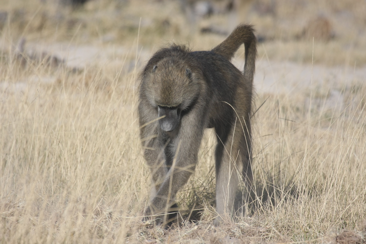 [18351] 2016_06_28_02_48_28_Africa_Canon_EOS_40D_IMG__02586.jpg