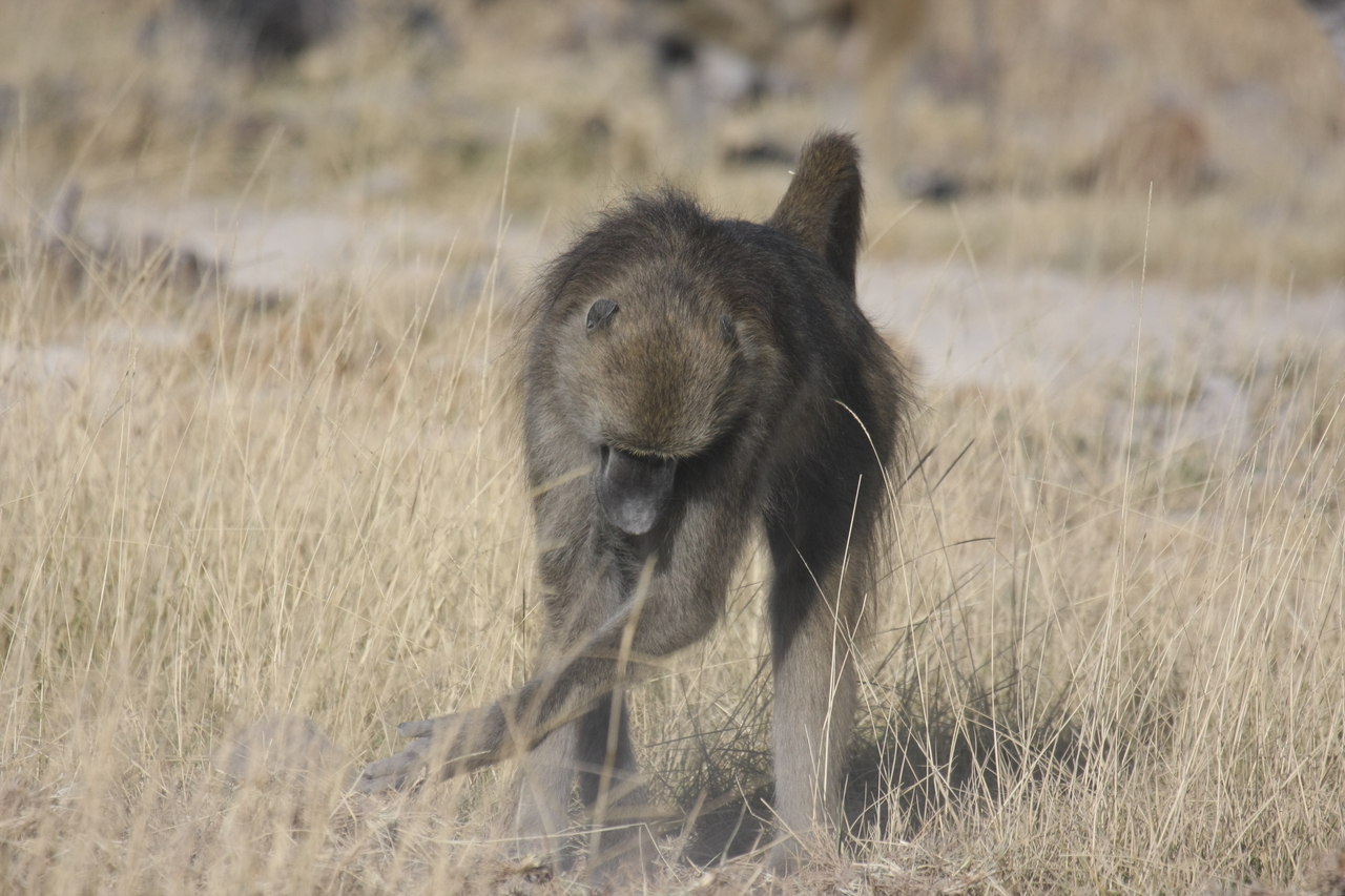 [18359] 2016_06_28_02_48_29_Africa_Canon_EOS_40D_IMG__10037.jpg