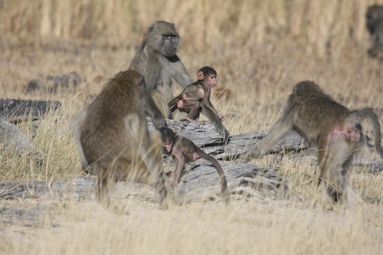 [18362] 2016_06_28_02_48_35_Africa_Canon_EOS_40D_IMG__00206.jpg