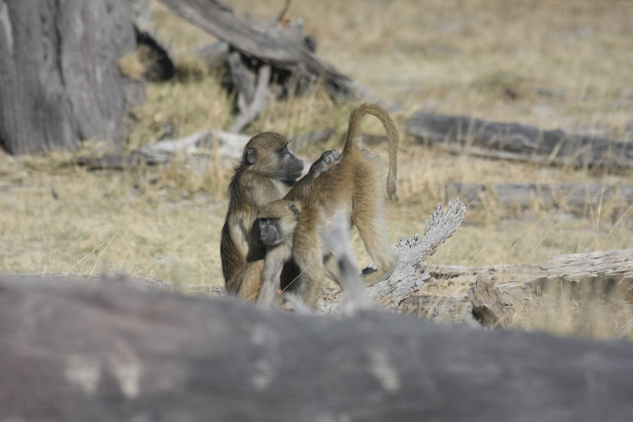 [18518] 2016_06_28_02_53_50_Africa_Canon_EOS_40D_IMG__10096.jpg