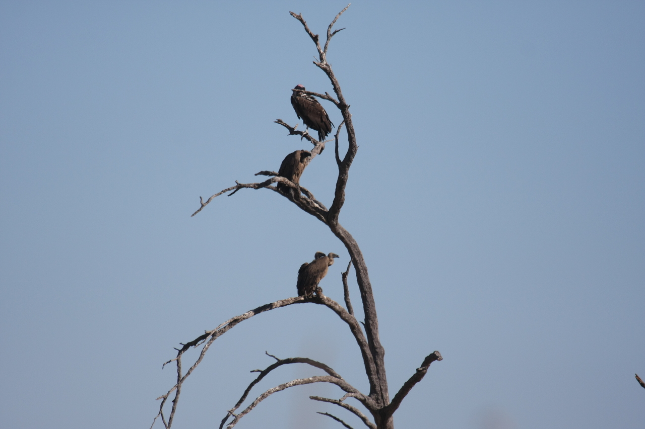 [18532] 2016_06_28_03_18_56_Africa_Canon_EOS_40D_IMG__10100.jpg