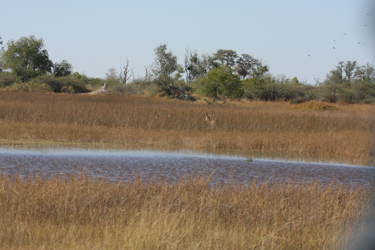 [18534] 2016_06_28_03_53_41_Africa_Canon_EOS_40D_IMG__00268.jpg