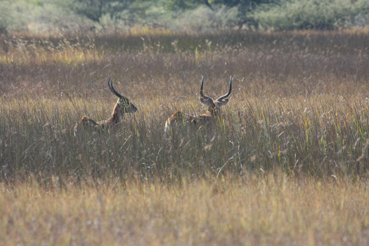 [18544] 2016_06_28_03_54_27_Africa_Canon_EOS_40D_IMG__02659.jpg