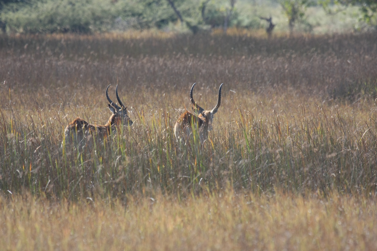 [18558] 2016_06_28_03_54_40_Africa_Canon_EOS_40D_IMG__10109.jpg