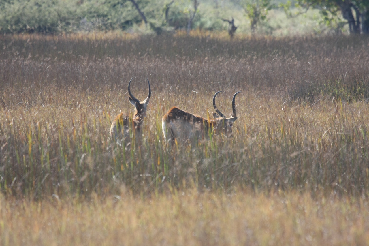 [18566] 2016_06_28_03_54_43_Africa_Canon_EOS_40D_IMG__10113.jpg