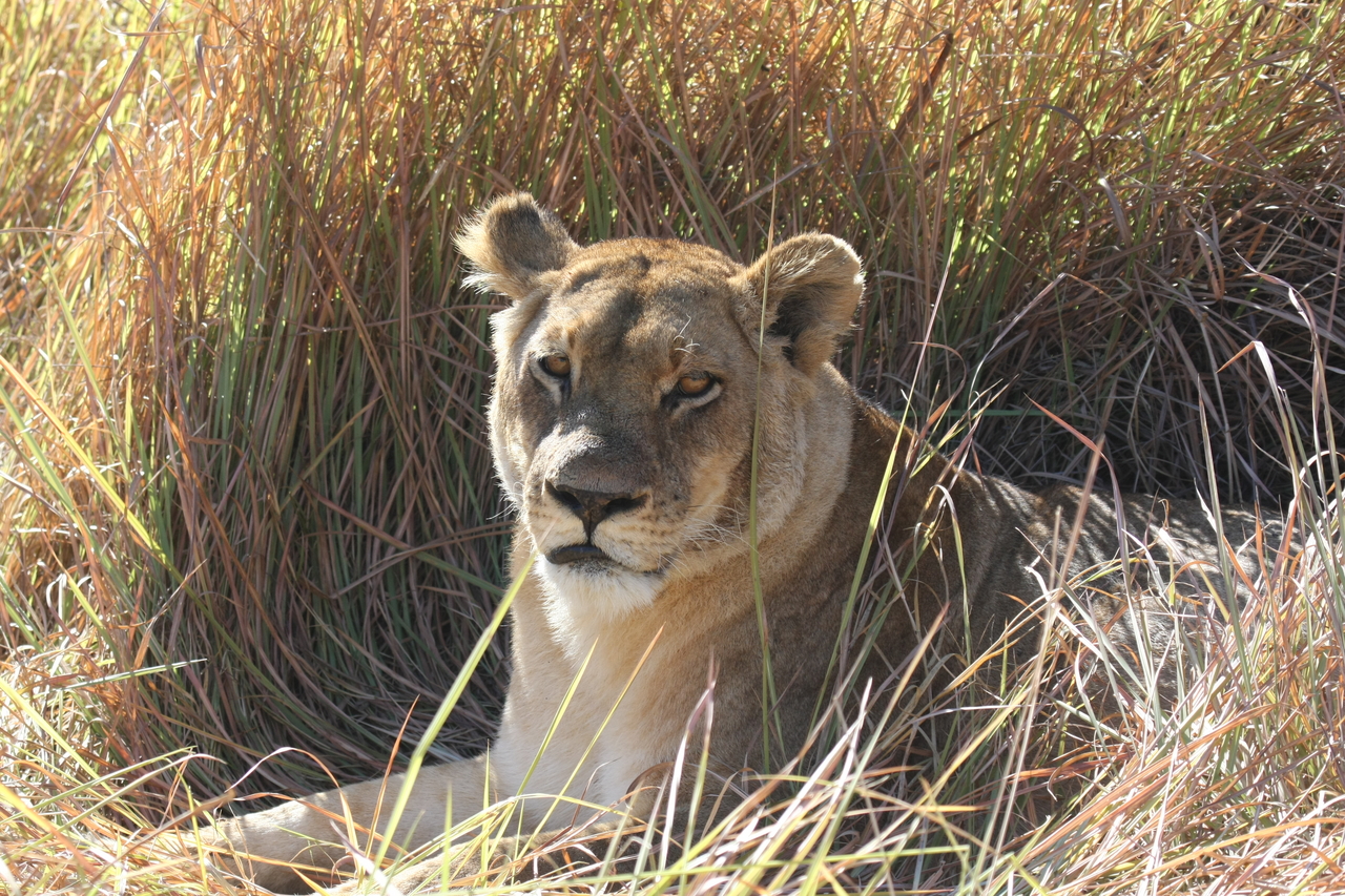 [18768] 2016_06_28_04_17_43_Africa_Canon_EOS_40D_IMG__00355.jpg