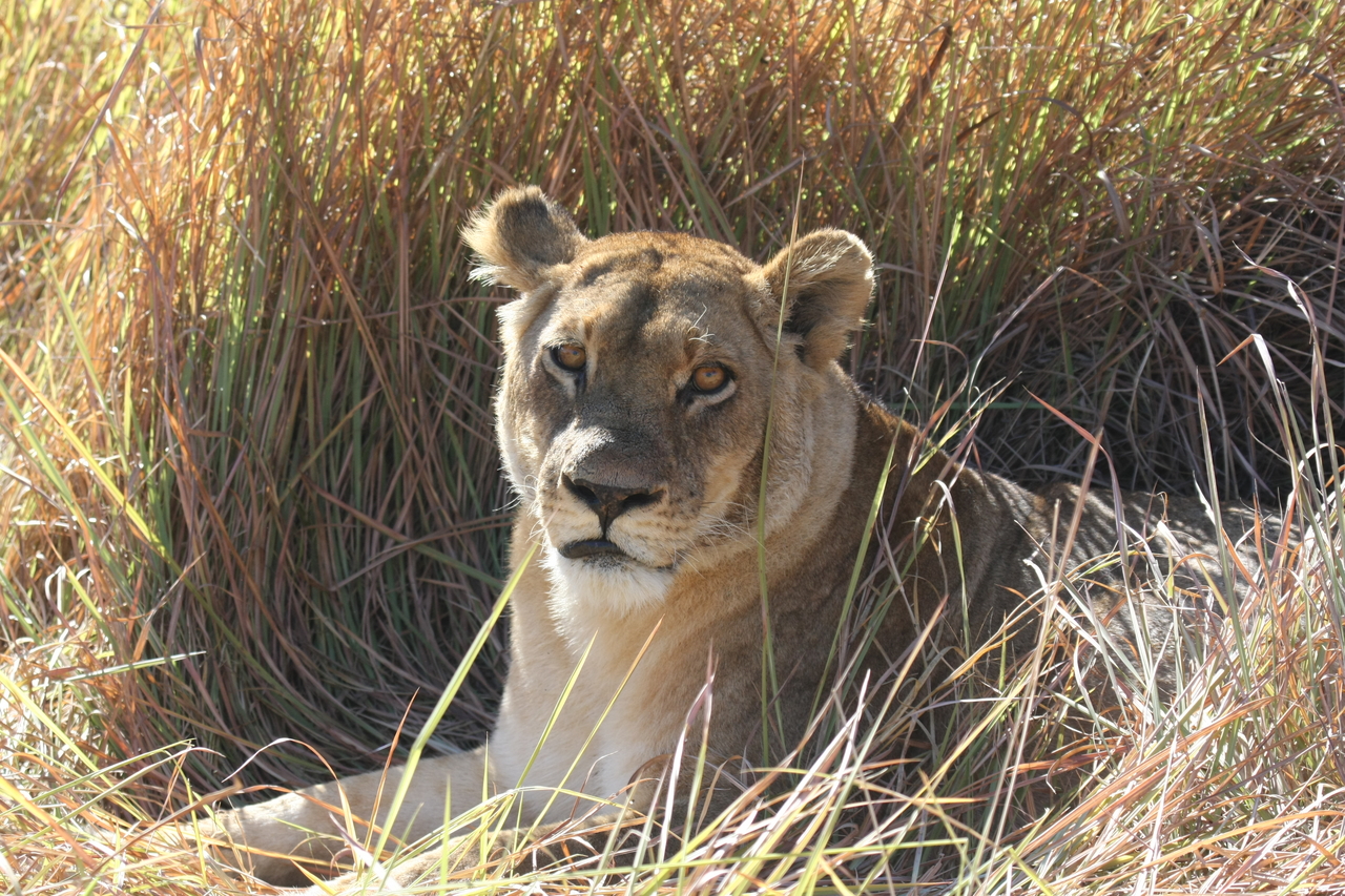 [18769] 2016_06_28_04_17_43_Africa_Canon_EOS_40D_IMG__00356.jpg