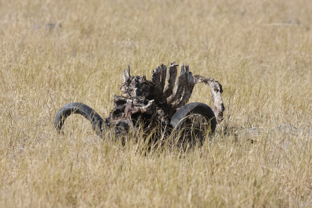 [19081] 2016_06_28_04_41_28_Africa_Canon_EOS_40D_IMG__02846.jpg