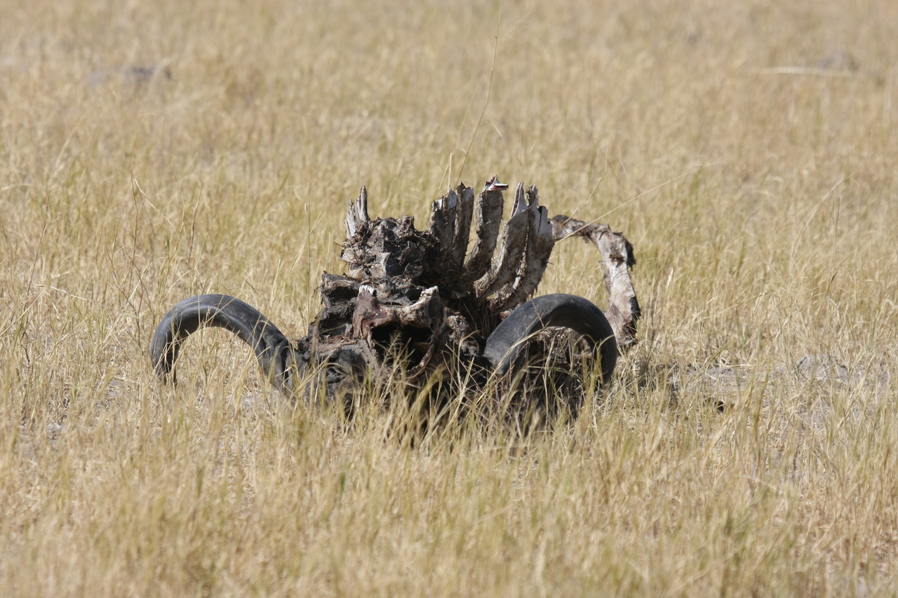 [19084] 2016_06_28_04_41_28_Africa_Canon_EOS_40D_IMG__10294.jpg