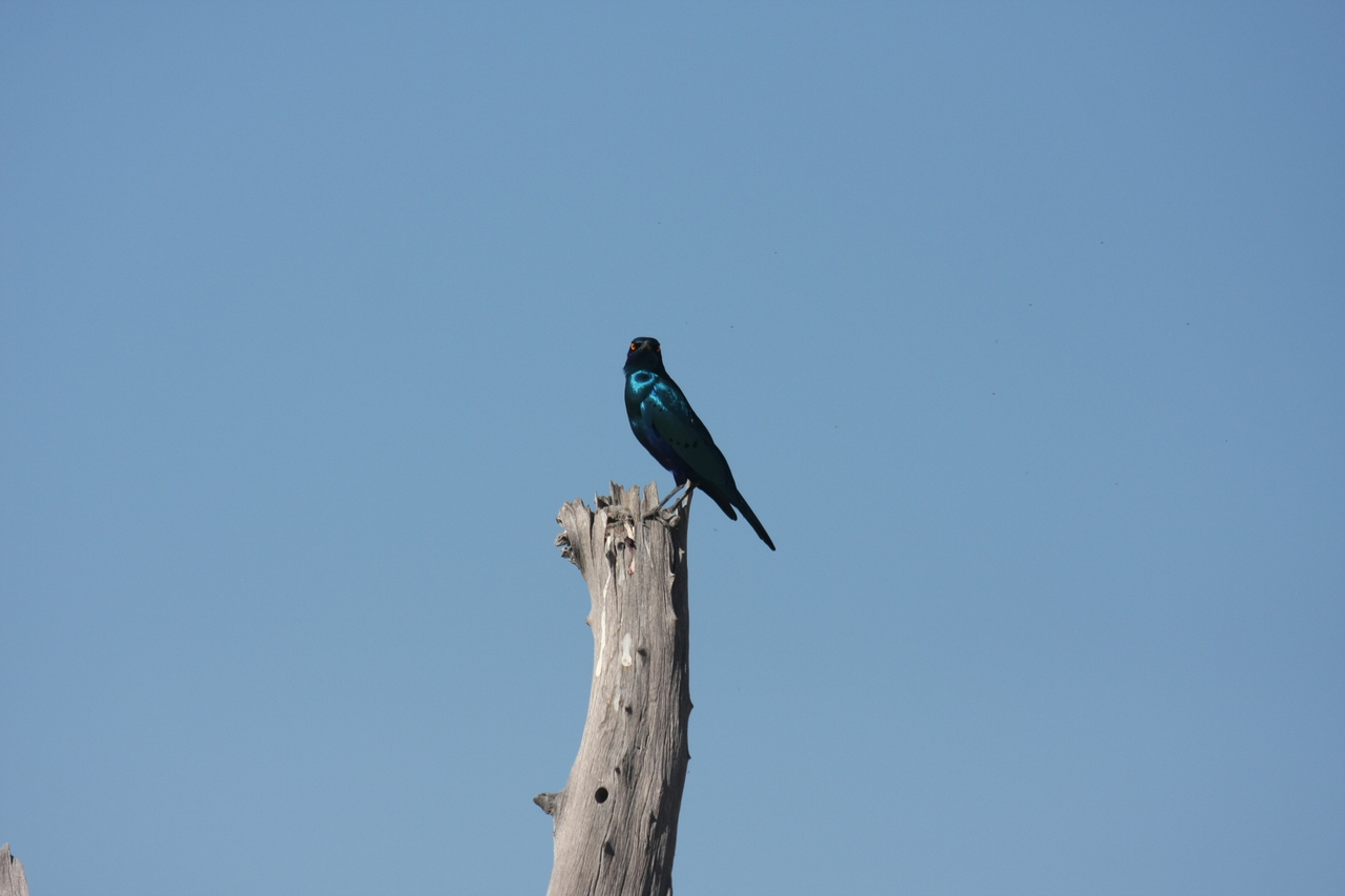 [19093] 2016_06_28_04_43_19_Africa_Canon_EOS_40D_IMG__02850.jpg