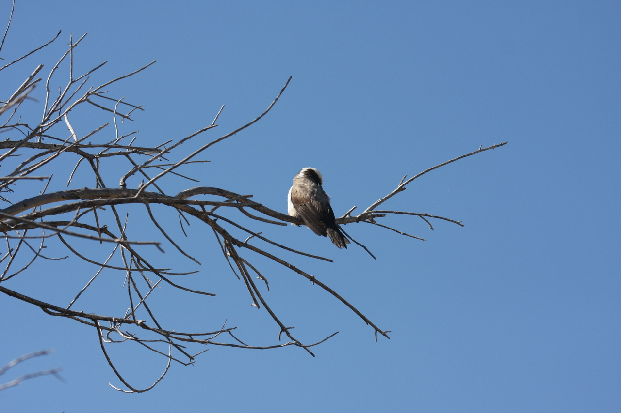 [19207] 2016_06_28_04_57_13_Africa_Canon_EOS_40D_IMG__10339.jpg