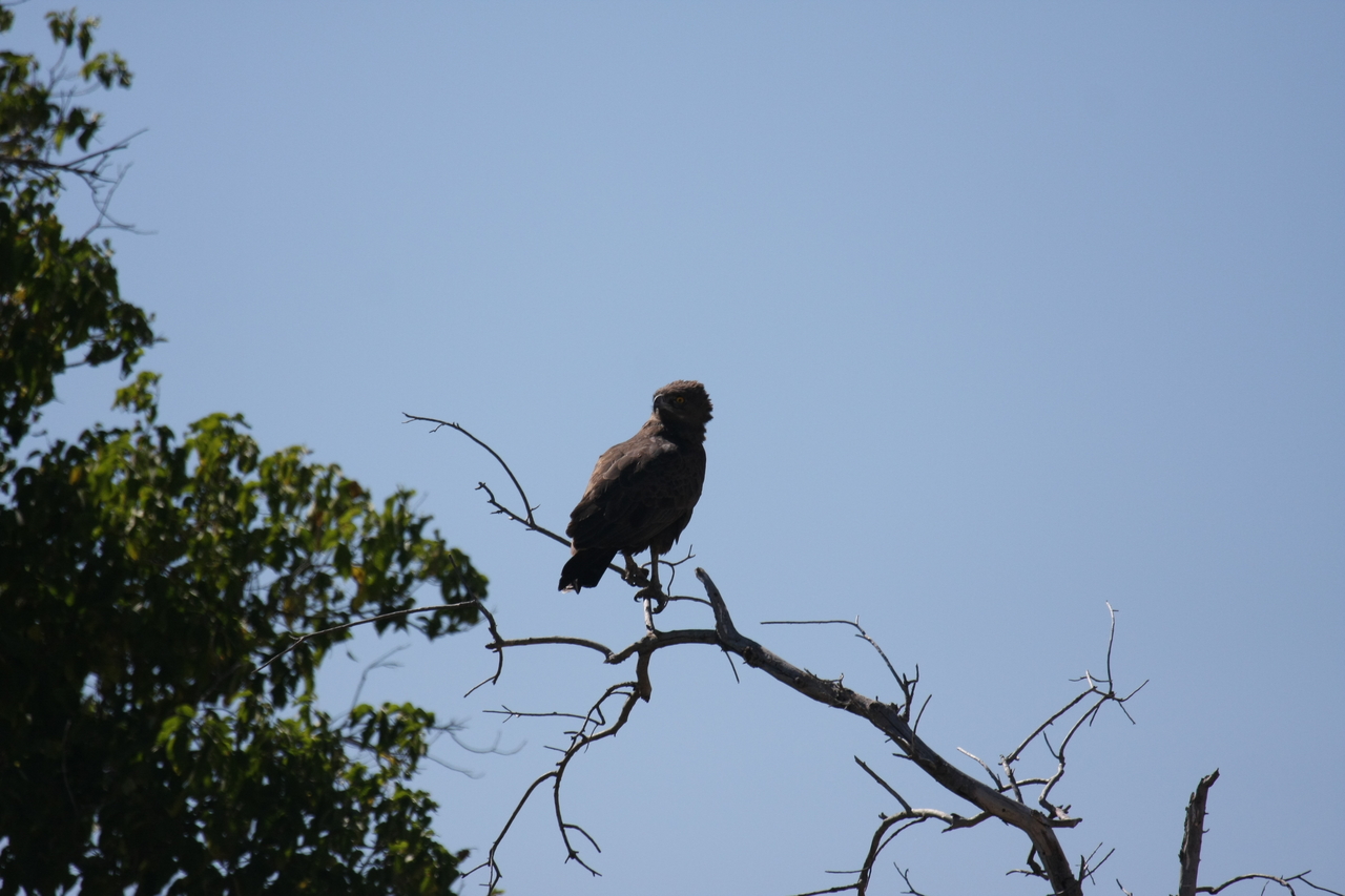 [19246] 2016_06_28_04_58_49_Africa_Canon_EOS_40D_IMG__10353.jpg