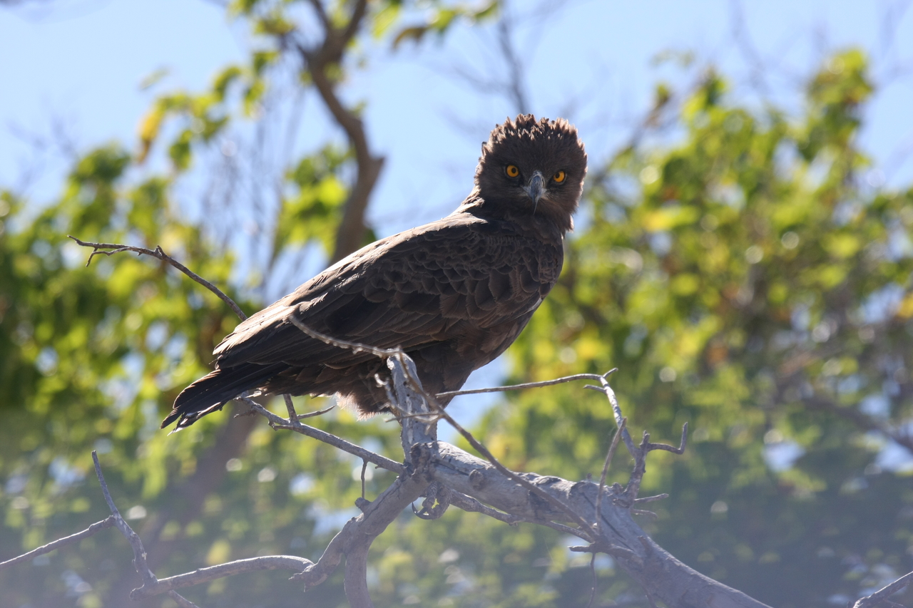 [19250] 2016_06_28_05_00_12_Africa_Canon_EOS_40D_IMG__00521.jpg