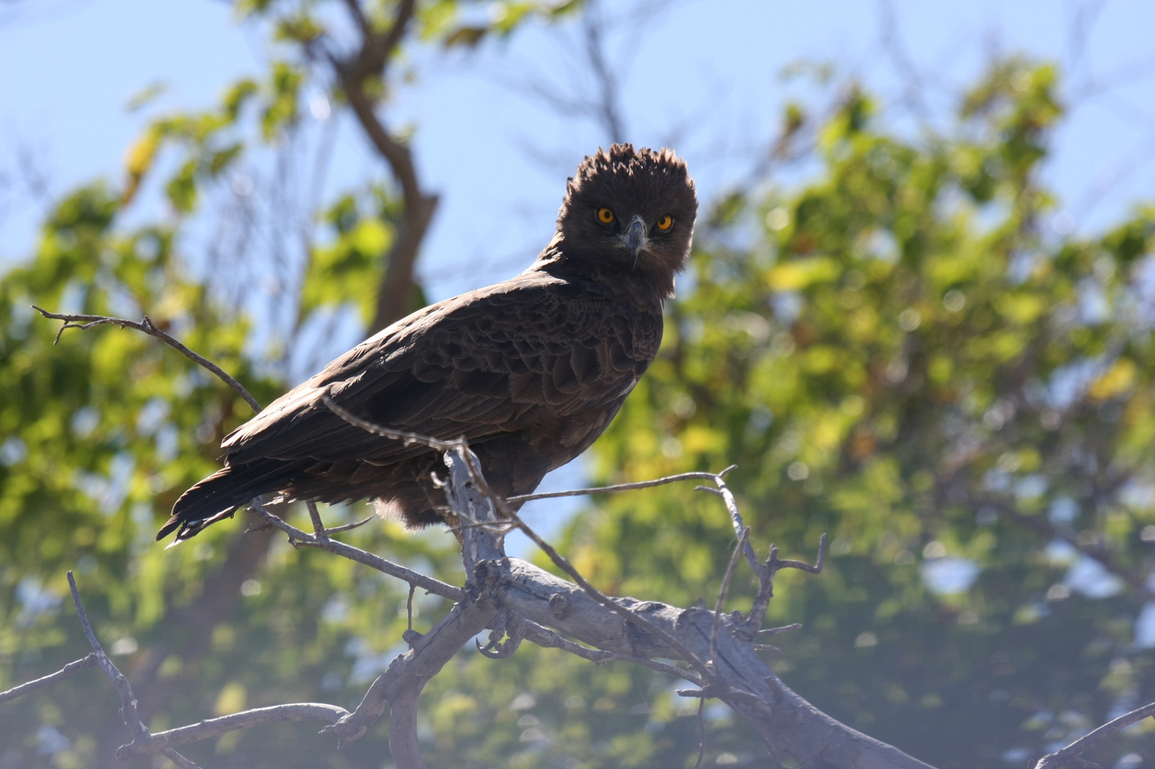 [19255] 2016_06_28_05_00_12_Africa_Canon_EOS_40D_IMG__02910.jpg