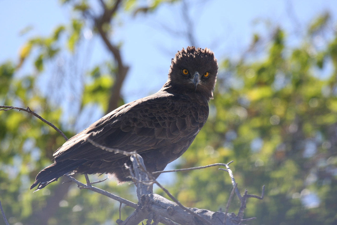 [19260] 2016_06_28_05_00_14_Africa_Canon_EOS_40D_IMG__02912.jpg