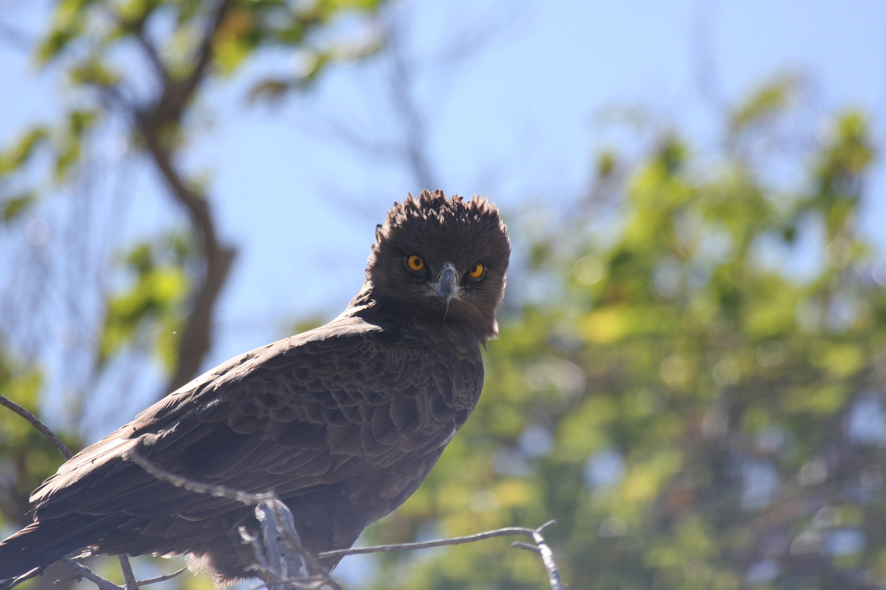 [19276] 2016_06_28_05_00_18_Africa_Canon_EOS_40D_IMG__02917.jpg