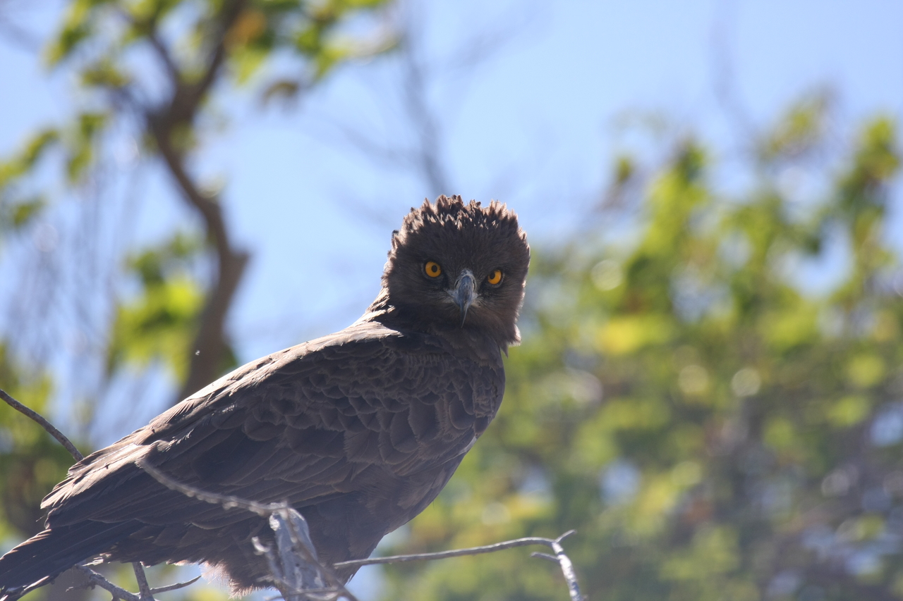 [19277] 2016_06_28_05_00_18_Africa_Canon_EOS_40D_IMG__02918.jpg