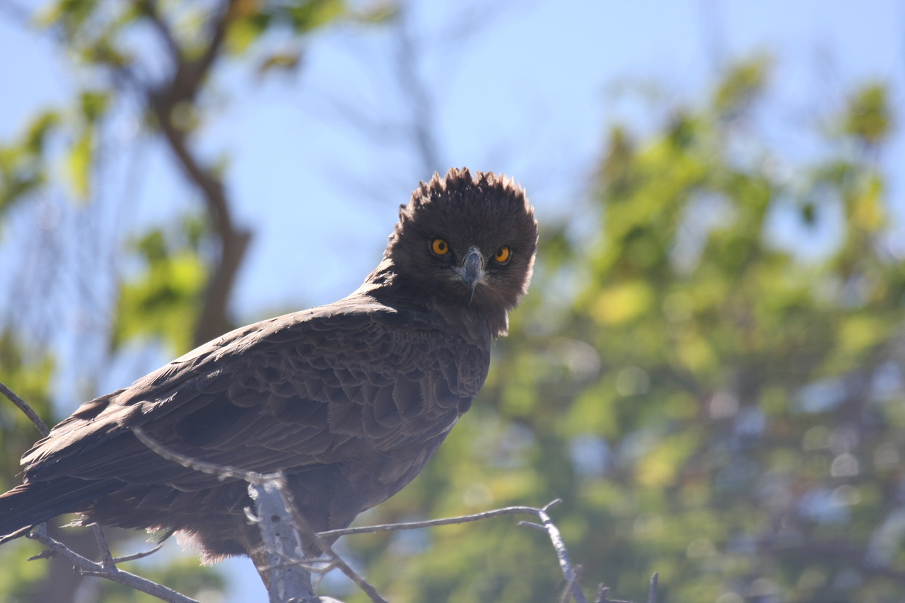 [19290] 2016_06_28_05_00_23_Africa_Canon_EOS_40D_IMG__02923.jpg