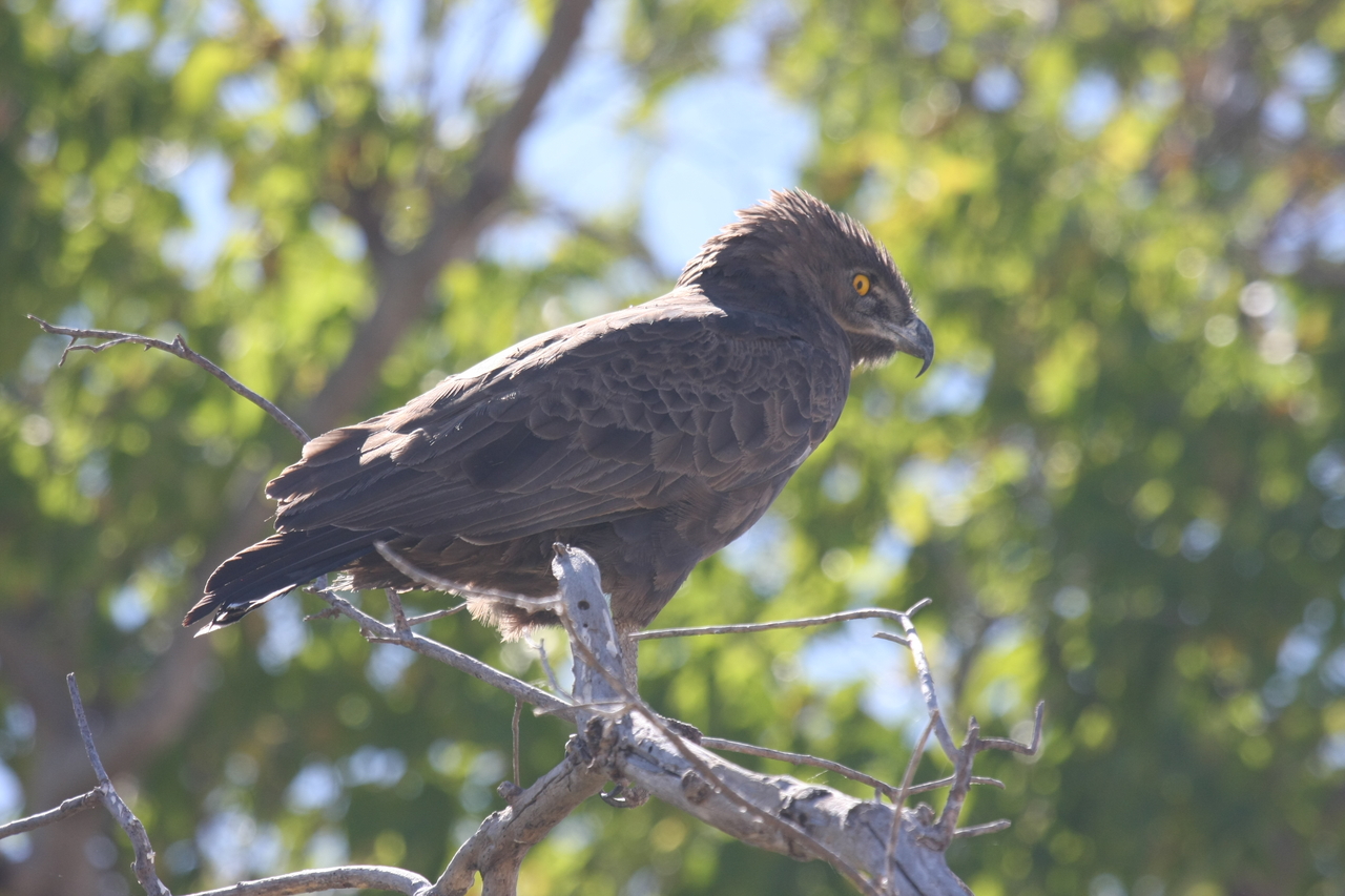 [19293] 2016_06_28_05_00_44_Africa_Canon_EOS_40D_IMG__00538.jpg