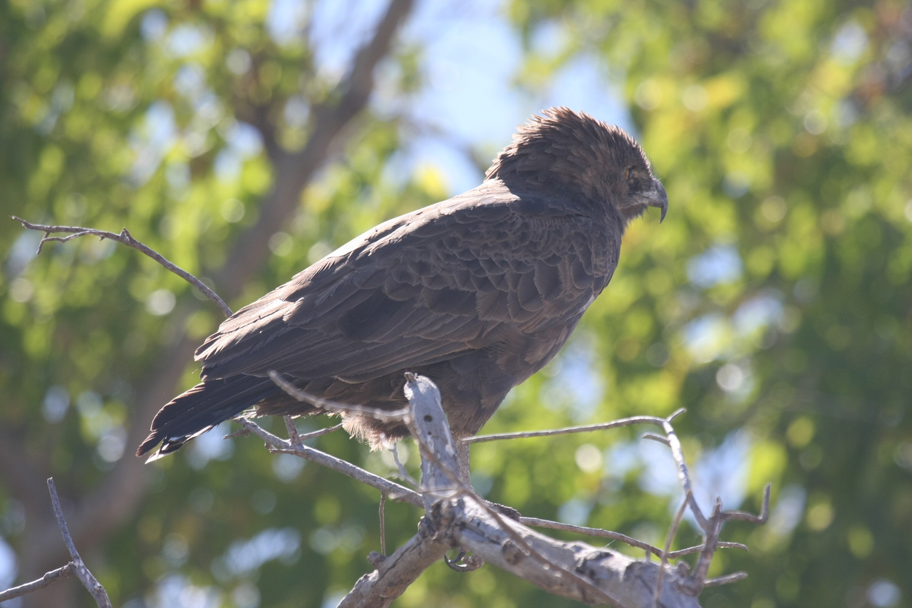 [19302] 2016_06_28_05_00_52_Africa_Canon_EOS_40D_IMG__02927.jpg