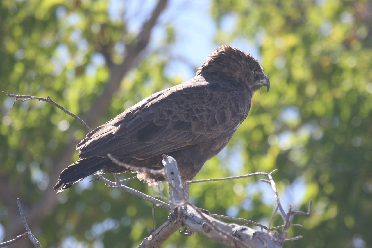 [19306] 2016_06_28_05_00_52_Africa_Canon_EOS_40D_IMG__10375.jpg