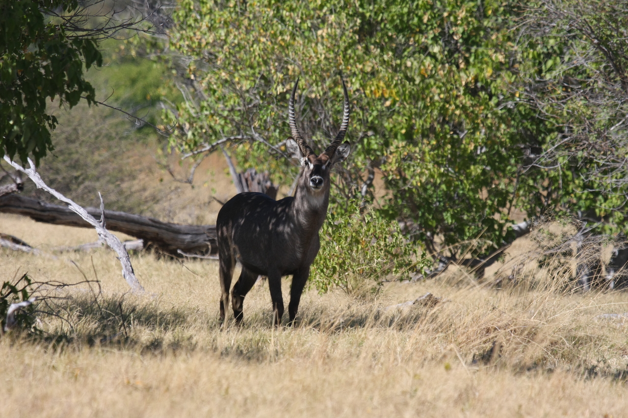 [19365] 2016_06_28_05_08_00_Africa_Canon_EOS_40D_IMG__02951.jpg
