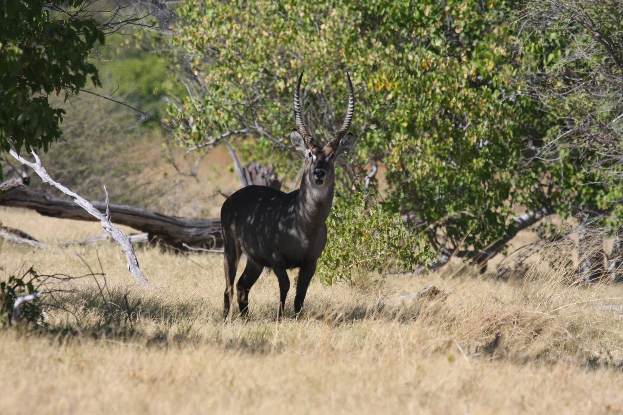 [19373] 2016_06_28_05_08_05_Africa_Canon_EOS_40D_IMG__02953.jpg