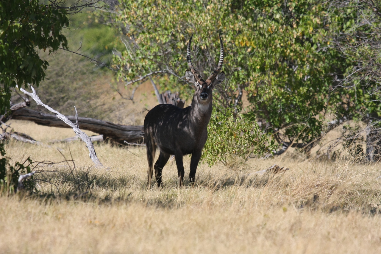 [19382] 2016_06_28_05_08_16_Africa_Canon_EOS_40D_IMG__02957.jpg