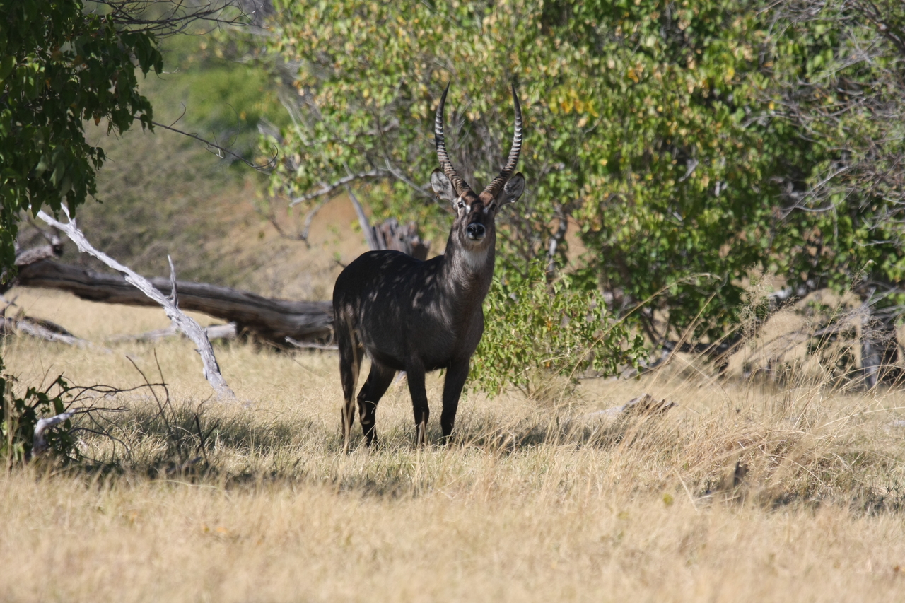 [19384] 2016_06_28_05_08_16_Africa_Canon_EOS_40D_IMG__02959.jpg