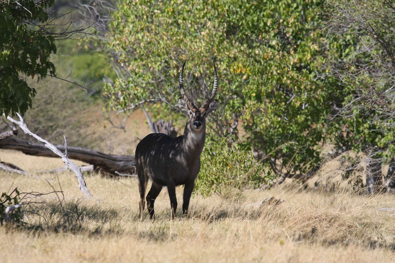 [19392] 2016_06_28_05_08_21_Africa_Canon_EOS_40D_IMG__02961.jpg