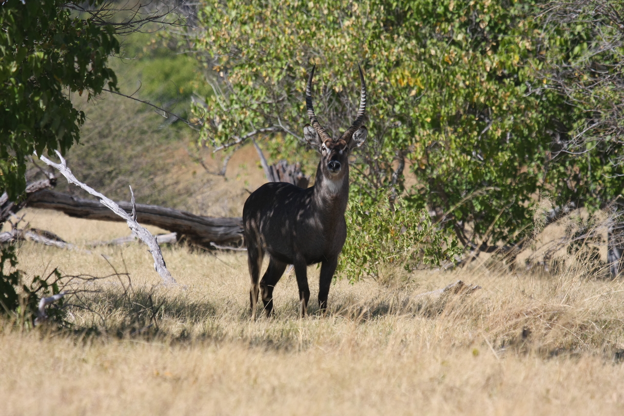 [19403] 2016_06_28_05_08_49_Africa_Canon_EOS_40D_IMG__00578.jpg