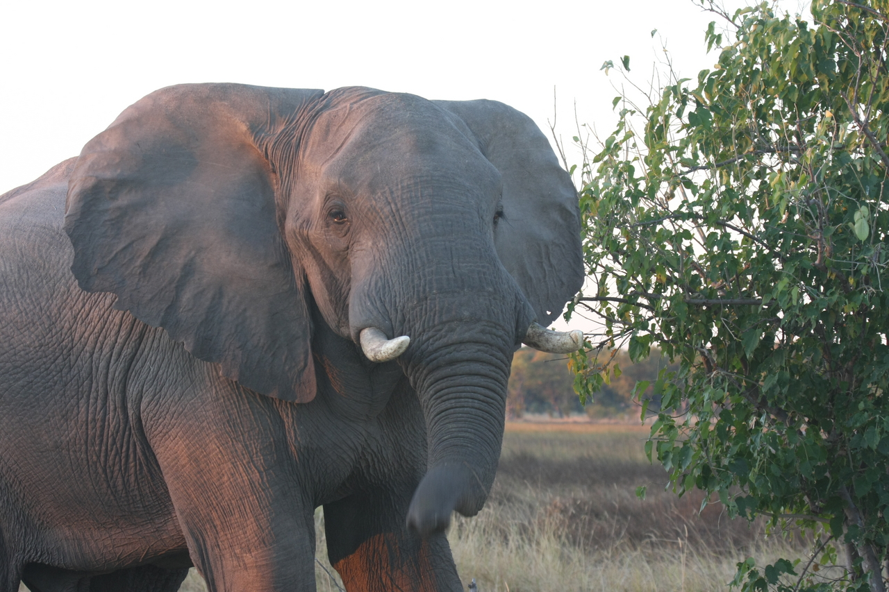 [20104] 2016_06_28_11_51_35_Africa_Canon_EOS_40D_IMG__00751.jpg