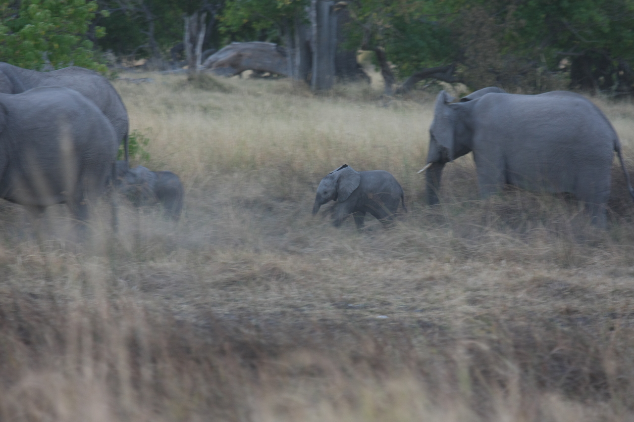 [20224] 2016_06_28_11_55_51_Africa_Canon_EOS_40D_IMG__00787.jpg