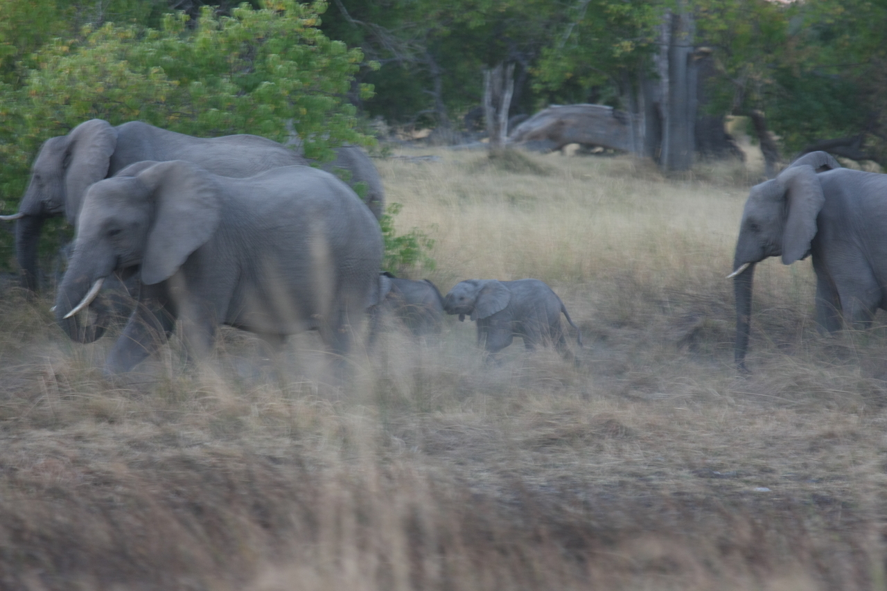 [20238] 2016_06_28_11_55_52_Africa_Canon_EOS_40D_IMG__10626.jpg