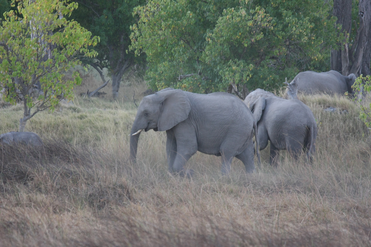 [20327] 2016_06_28_11_57_38_Africa_Canon_EOS_40D_IMG__03212.jpg